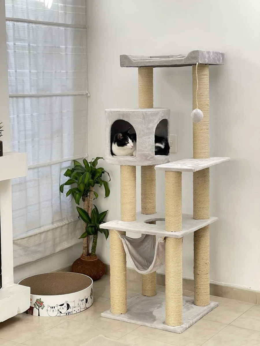 Un gato descansando en su gimnasio Funny Cat